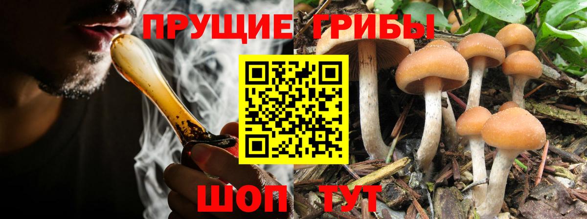 Богородск  Галлюциногенные грибы MAGIC MUSHROOMS  Вход с VPN 